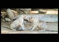 Tiene el Centro Ecológico nuevos habitantes; una pareja de tigres blancos que ya están en exhibición