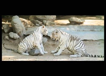 Tiene el Centro Ecológico nuevos habitantes; una pareja de tigres blancos que ya están en exhibición