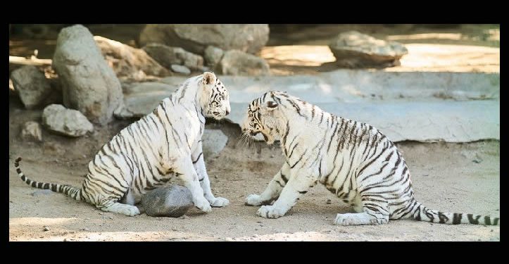 Tiene el Centro Ecológico nuevos habitantes; una pareja de tigres blancos que ya están en exhibición