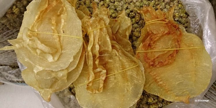 La vaquita marina en peligro no puede permitirse esperar un año más: es necesario actuar en la CoP20 de la CITES