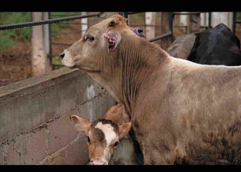 Secretaria de Agricultura y agroproductores de EU se reúnen con contrapartes de México por reapertura de fronteras al ganado