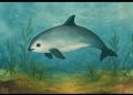 Vaquita marina 2025: Señales de esperanza para el mamífero marino más amenazado del planeta