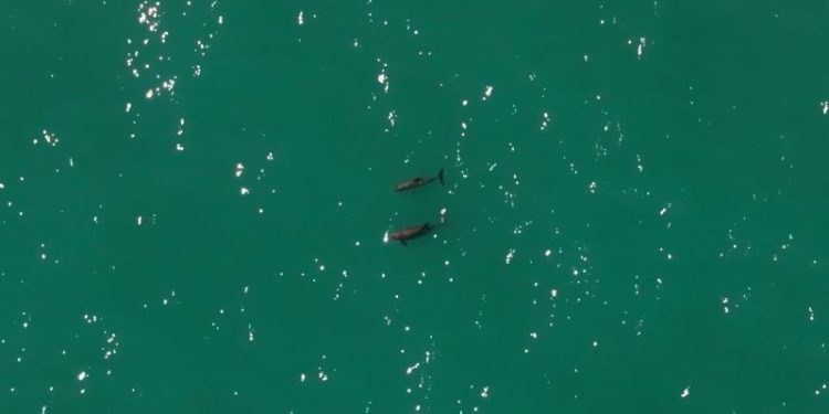 Quedan menos de 10 de estas marsopas. ¿Se puede salvar la especie?