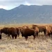 Recorren libremente bisontes 4 Ciénegas