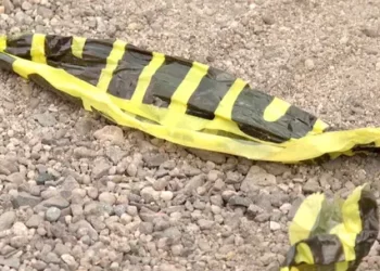 Sujeto Asesinado a Balazos en Hermosillo; Le Dispararon en la Frente