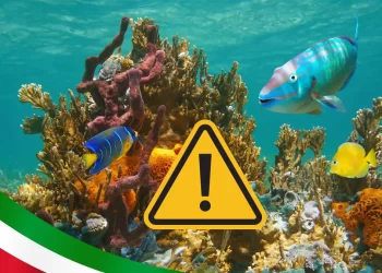 Biólogo lanza advertencia de los 20 animales marinos en peligro de extinción en México