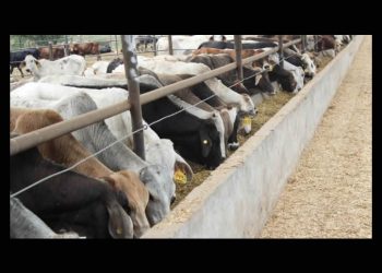 Endurecen medidas contra el gusano barrenador a un año de que inició la emergencia