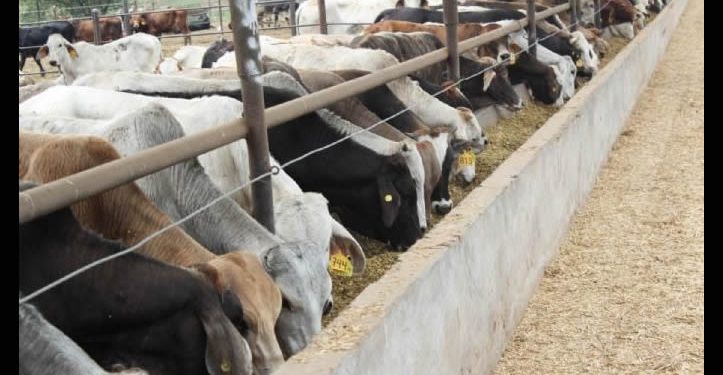 Endurecen medidas contra el gusano barrenador a un año de que inició la emergencia