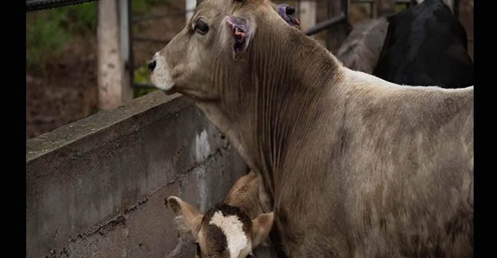 Casos de gusano barrenador están contenidos al 99.9%; “estamos listos para reanudar comercio con EU”, dice Sader