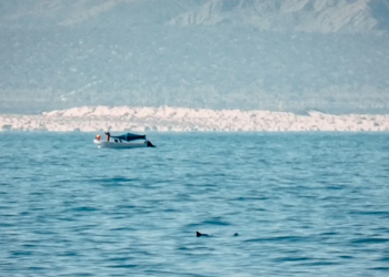 Vaquita: Comienza la caza del animal más raro del mundo del que nunca has oído hablar