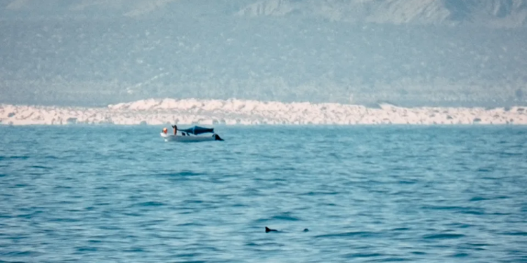 Vaquita: Comienza la caza del animal más raro del mundo del que nunca has oído hablar