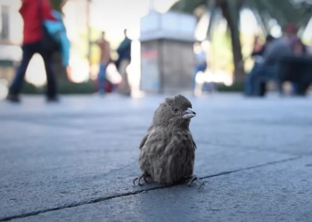 Las aves expuestas al ruido del tráfico desde polluelos sufren secuelas de por vida