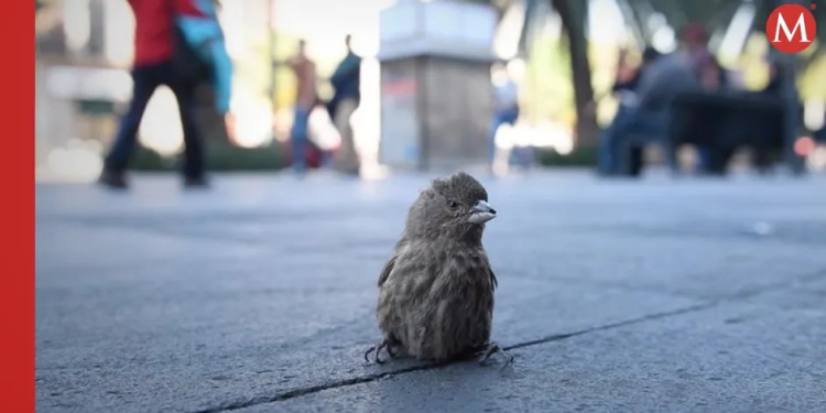 Las aves expuestas al ruido del tráfico desde polluelos sufren secuelas de por vida