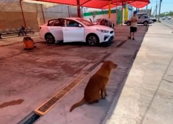 De Cabo a socio de Car Wash, la historia del perro más limpio de Sonora