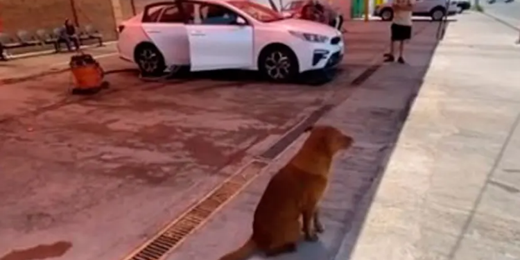 De Cabo a socio de Car Wash, la historia del perro más limpio de Sonora