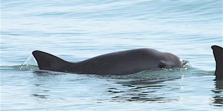 Vaquitas marinas en México: Gobierno anuncia que realizará un nuevo conteo de esta especie