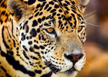 Conviviendo con los grandes felinos: protegiendo a los jaguares de la frontera norte de México