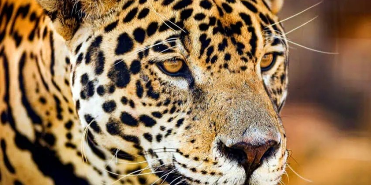 Conviviendo con los grandes felinos: protegiendo a los jaguares de la frontera norte de México