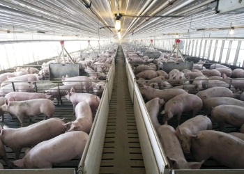 Crisis porcícola en Sonora se intensifica: precios se desploman, exportaciones caen y sequía amenaza