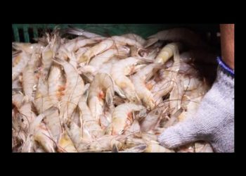 Exportaciones pesqueras, con alza del 6.3% en primer trimestre de 2024