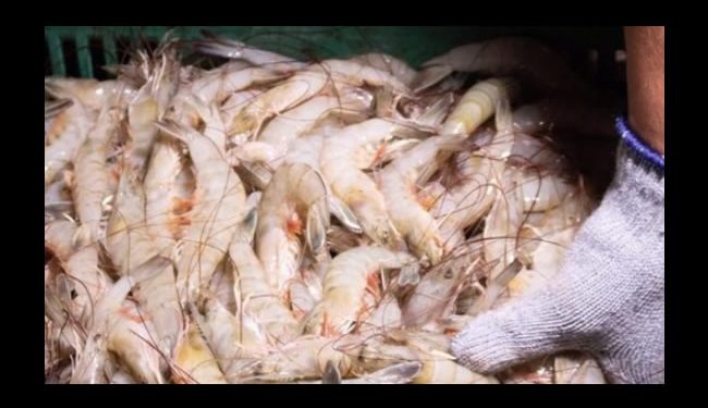 Exportaciones pesqueras, con alza del 6.3% en primer trimestre de 2024