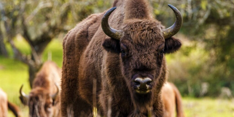 Bisonte europeo: fertiliza la tierra y evita incendios forestales