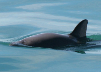 La vaquita marina, especie mexicana en peligro de extinción