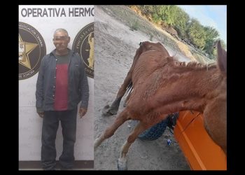 Capturan a sujeto por maltrato o crueldad contra una yegua en Hermosillo