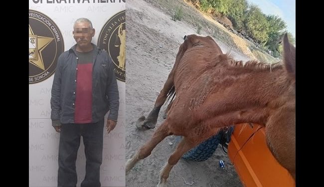Capturan a sujeto por maltrato o crueldad contra una yegua en Hermosillo