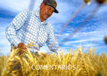 Quiebran trigueros de Sonora por bajos precios