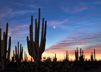 Energías renovables y litio temas de exposición de alumnos de la Universidad de Sonora en el Arizona Student Energy Conference