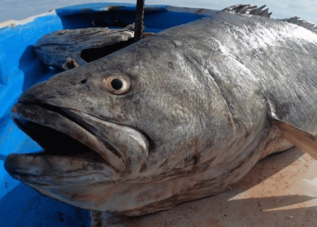 Este pez del Golfo de California está en peligro de extinción y es de un apreciado sabor