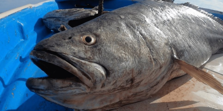Este pez del Golfo de California está en peligro de extinción y es de un apreciado sabor