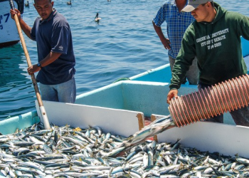 El producto pesquero de mayor producción en México es la sardina y Sonora produce la mitad