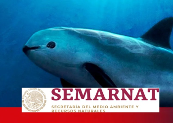 ¿Qué leyes protegen a la vaquita marina en México? Te decimos