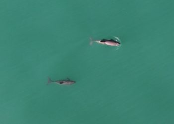 “Estas son las primeras imágenes aéreas de la vaquita marina en vida silvestre”