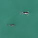 “Estas son las primeras imágenes aéreas de la vaquita marina en vida silvestre”