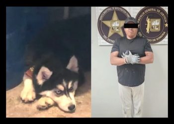 En Nogales, hombre asesina a un “Husky” porque el canino le mató una gallina