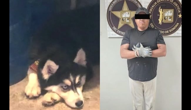 En Nogales, hombre asesina a un “Husky” porque el canino le mató una gallina
