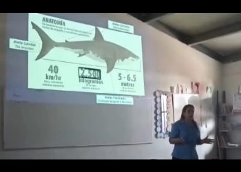 Capacitan a pescadores y buzos para la prevención de incidentes con tiburones