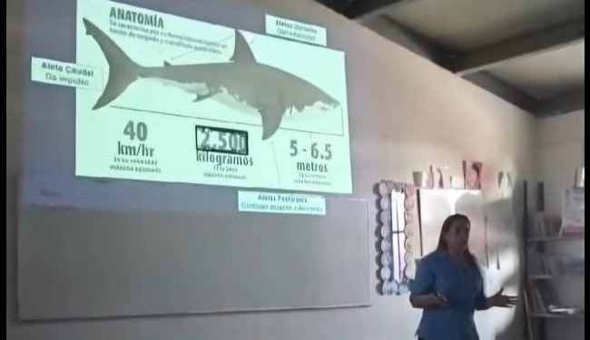 Capacitan a pescadores y buzos para la prevención de incidentes con tiburones