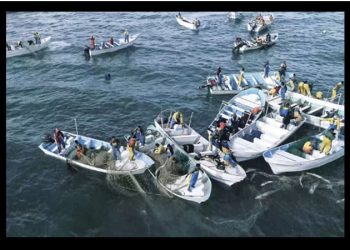 Qué fue del Cártel del Mar, el grupo de traficantes de totoaba cuyo líder fue exonerado por el Poder Judicial en un ‘sabadazo’