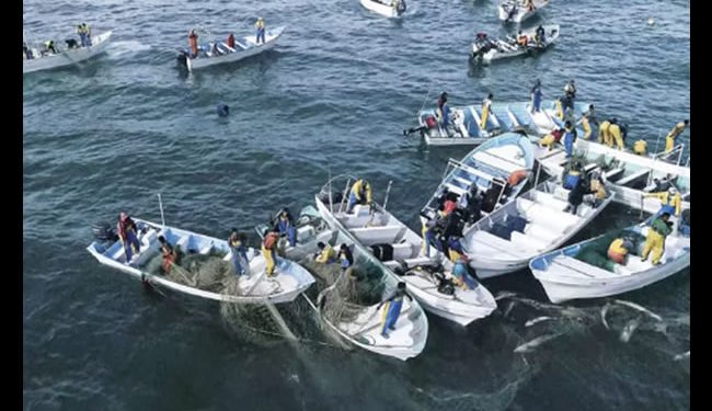 Qué fue del Cártel del Mar, el grupo de traficantes de totoaba cuyo líder fue exonerado por el Poder Judicial en un ‘sabadazo’