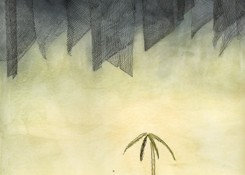 La soledad de la vaquita marina