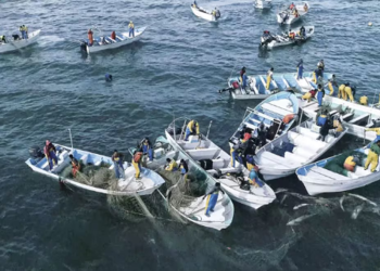 Qué fue del Cártel del Mar, el grupo de traficantes de totoaba cuyo líder fue exonerado por el Poder Judicial en un ‘sabadazo’