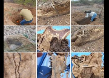 Localizan restos óseos en cinco fosas en San José de Guaymas