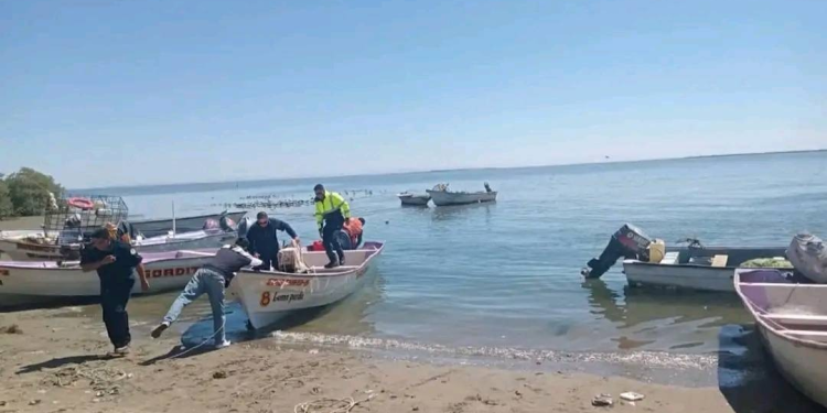 Alertan por presencia de tiburones en costas del sur de Sonora