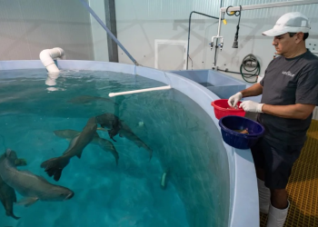 De la piscifactoría al mar: la regeneración de la totoaba, el “tesoro” de México