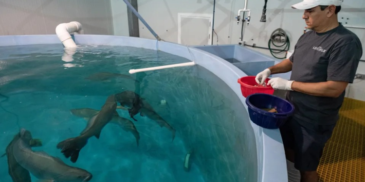 De la piscifactoría al mar: la regeneración de la totoaba, el “tesoro” de México