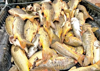 Sonora: tras muerte masiva de peces en Río Yaqui, pobladores piden investigar posible contaminación minerae